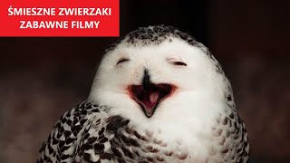 ŚMIESZNE ZWIERZAKI 38  Komiczne Filmy  Lipiec 2021  KLUB ŚMIESZNYCH ZWIERZĄT [upl. by Atnoid728]