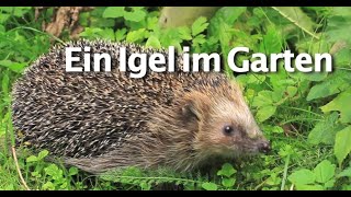 Ein Igel im Garten [upl. by James]