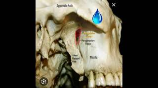 Pterygomaxillary fissure [upl. by Ttnerb483]