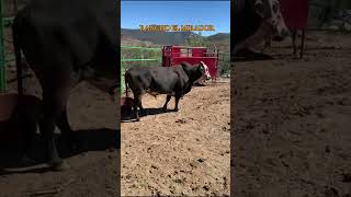 Mi Gusto Por Los Toros Es Grande ranchoelmirador ganado ranchos [upl. by Ititrefen231]