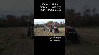 Organic White Kidney amp Cranberry Bean Harvest 2024 farming agriculture organic caseihagriculture [upl. by Sorazal]