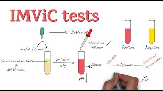 IMViC Tests  Procedure and Principle  Microbiology [upl. by Isabel36]