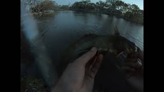 Fishing for natives in the Wimmera River [upl. by Efinnej]