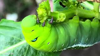 How fast a caterpillar can eat  Insects of our world  leaf destroyed in seconds [upl. by Annet865]