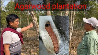 AGARWOOD FARMING EARN RS 15000 TREE  THE MOST EXPENSIVE WOOD [upl. by Neggem]