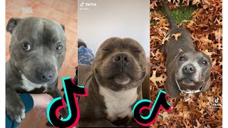 😍 Funny and Cute Staffordshire Bull Terrier Dogs and Puppies TikTok Compilation 😂 [upl. by Clevie]