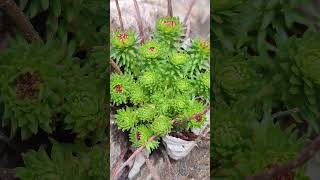 青藏高原稀有植物红景天Rhodiola a rare plant on the Qinghai Tibet Plateau [upl. by Eetnuahs]