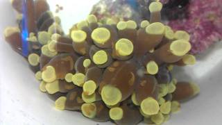 Coral RX Killing Flatworms [upl. by Etnasa279]