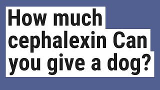 How much cephalexin Can you give a dog [upl. by Ag211]