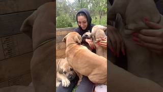 Boerboel Puppies are Adorable Royal Highness Boerboels boerboel puppy shortsfeed [upl. by Eimmelc]