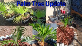 Palm Tree Update ABQ NM May 29th California Fan Palm  Windmill palm And Queen palm [upl. by Turrell]