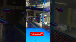 Cardinal Tetra amezing fish 😱🔥live plants fish subscribe fishaquariumhome follow like [upl. by Mighell]