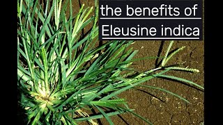 Benefit Of Eleusine indica [upl. by Cacie871]