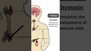 Animal Hormones and their functions  Endocrine Glands  Endocrinology  boundlesslearning17 [upl. by Riba988]