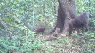 Wonderful wildlife in Nigeria [upl. by Darees]