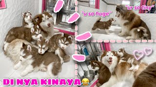 Hercules Finally Meet His Pups  KINULIT SYA NG BONGGA  VLOGMAS ‘22 Day 13  Husky Pack TV [upl. by Amron]