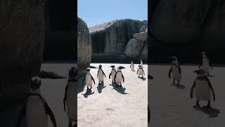 Walk To Walk With Penguins penguin cuteanimals cuteshorts youtubeshorts [upl. by Angadresma]