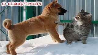 Приколы с котами С ОЗВУЧКОЙ Смешные коты и СОБАКИ Самые смешные животные До слез [upl. by Vyky]