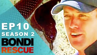 Lifeguards Find A Venomous Snake On The Beach  Bondi Rescue  Season 2 Episode 10 OFFICIAL UPLOAD [upl. by Reinaldos898]