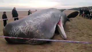 Whale explodes on tourist [upl. by Adok]