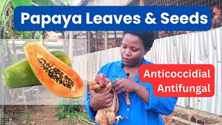 Benefits of Papaya leaves and seeds in poultry farming how to prepare and how much to give [upl. by Kinsler]