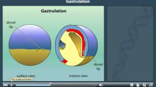 Gastrulation animation [upl. by Ulla495]