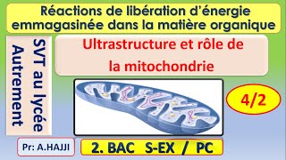 Ultrastructure et rôle des mitochondries dans la dégradation complète de lacide pyruvique [upl. by Charlotta]