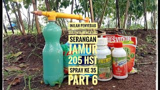 Bertani Cabai Ori 212 205 Hst Spray ke 35 [upl. by Nal]