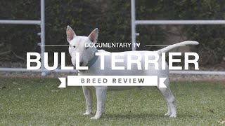 BULL TERRIER BREED REVIEW [upl. by Nnylakcaj]