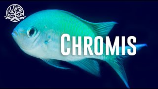 ¡Hablemos sobre las Chromis [upl. by Nylarej]