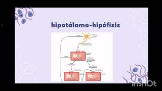 Eje hipotálamoHipofisisCorteza suprarrenal [upl. by Ahsa]