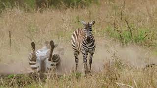 Maneless Zebra and Red billed Oxpecker 230118 Kidepo NP Uganda 1 [upl. by Ynnaj]