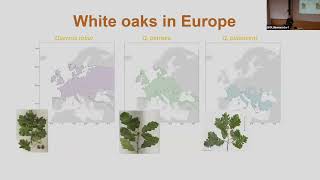 BD seminar 20240228 Preparing forests for the future– characterizing white oak climatic adaptatio [upl. by Nosnev596]