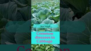 Common diseases in Cabbage [upl. by Ardnekan]