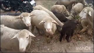 Big offer for new sheep farmer 9149563294 sheep forming in kashmir sheep for sale [upl. by Ellenij533]