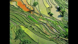 Breathtaking Beauty of Rice Paddy Terraces at Yuanyang County China [upl. by Assile319]