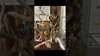 Newfoundland insectarium canada trending shorts shortvideo newfoundland nature travel [upl. by Latoya]