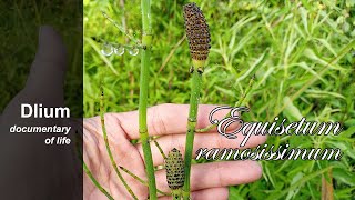 Branched horsetail Equisetum ramosissimum [upl. by Pontius935]