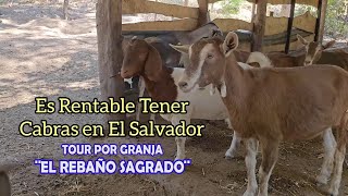 Es Rentable Cabras en EL SALVADOR y Pitahayas Granja El Rebaño Sagrado Cabras Lecheras [upl. by Haonam605]