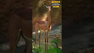 Discover the Gerenuk Natures Elegant Browsing Beauty animalwonders [upl. by Lasley957]