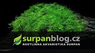 Vesicularia dubyana Singapore Moss  Měchýřka jávská  Akvarijní rostliny  SURPANcz [upl. by Malloy]