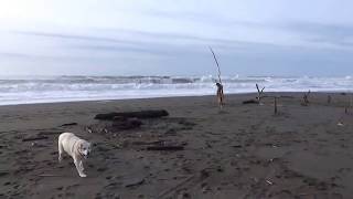 Big Waves Centerville Beach Ferndale California [upl. by Imoyn]