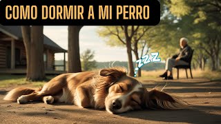 Sonidos Relajantes Para Perros 20 [upl. by Neirual]