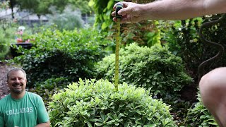 Very Small Evergreen Low Maintenace Plants for Shade Foundation Gardens [upl. by Turoff]