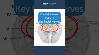 Cranial Nerves V amp VII The Facial Nerves 😊 TrigeminalNerve FacialExpression CranialNerves NCLEX [upl. by Pinelli]