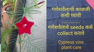 गणेशवेल  Cypress vine Ganesh vel plant care  गणेशवेलाचे seeds कसे collect karave cypress [upl. by Chaworth]