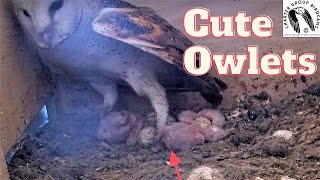 Barn Owl Proudly Displays Adorable Nestlings [upl. by Cloutman47]