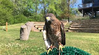 Broadwinged Hawks [upl. by Melody]