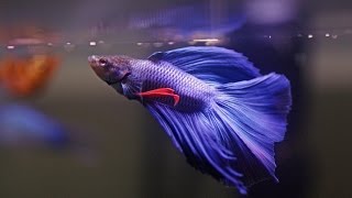 HOW TO Care for Betta Fish [upl. by Rabbaj]