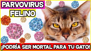 ¡Tu Gato Podría Contraer Esta Enfermedad y No Lo Sabes Parvovirus Felino  SiamCatChannel [upl. by Eberly]